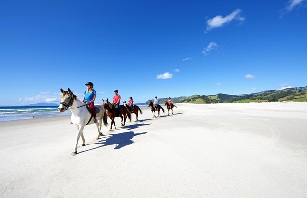 Horse riding Pakari Beach, Auckland, New Zealand