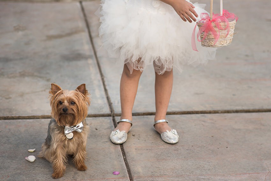 Wedding Outfits for your Fur Babies!