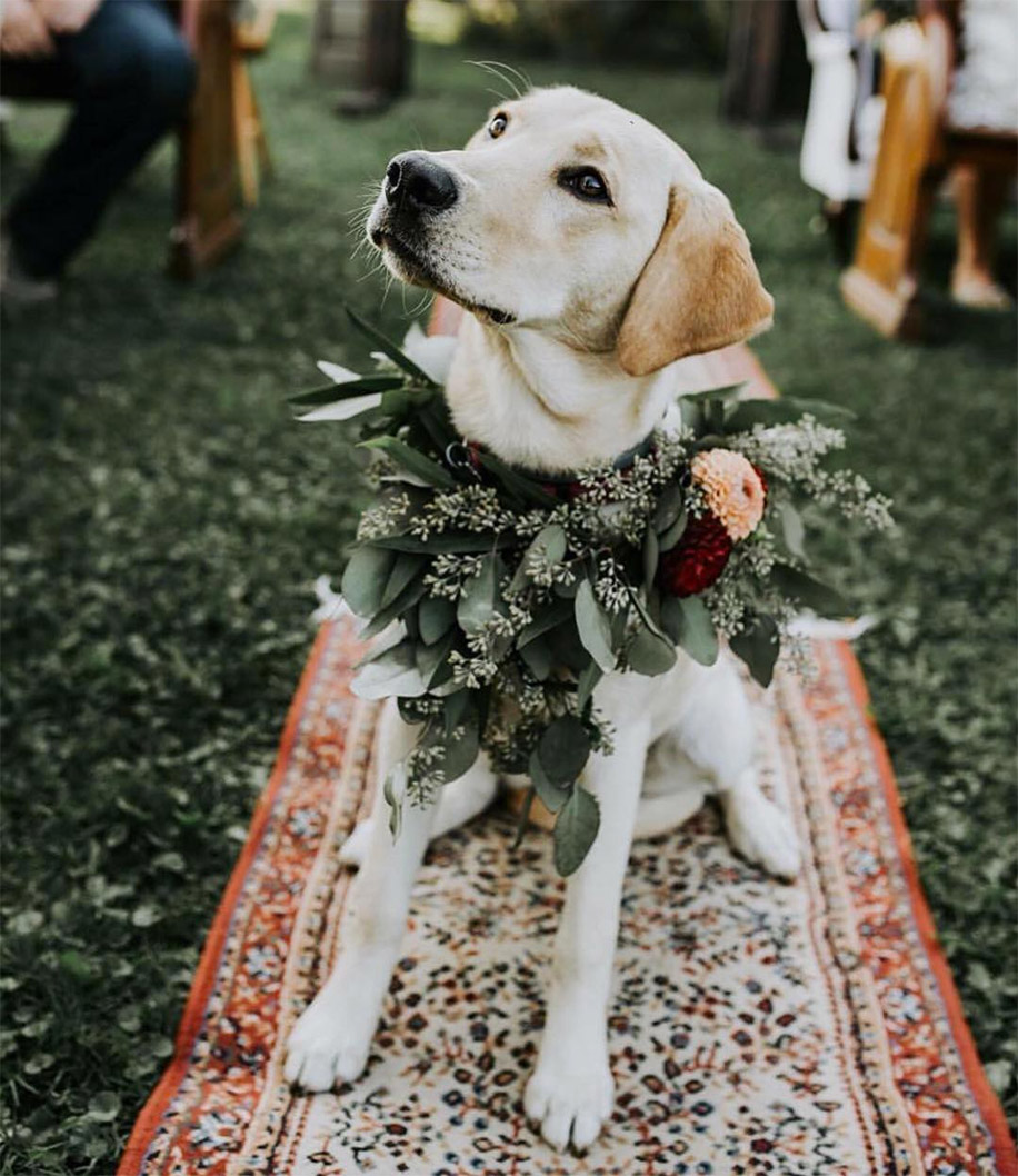 Wedding Outfits for your Fur Babies!